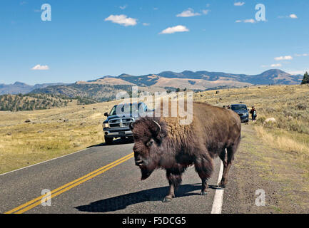 A large buffalo causes a traffic jam as it crosses a highway in Yellowstone National park, Wyoming. Stock Photo