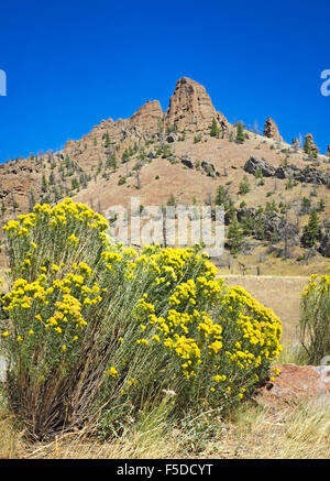 Bright yellow rabbit bush, also known as chamisa, in bloom in September in the Absaroka Mountains of western Wyoming. Stock Photo