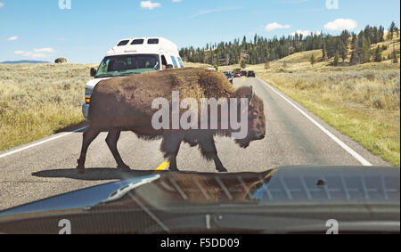 A large female American bison in Yellowstone National Park crossing the road in front of traffic. Stock Photo