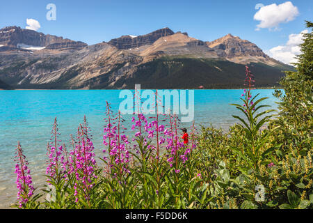 Bow Lake, one of the most beautiful and famous lakes in Banff National Park, Alberta, Canada. Stock Photo