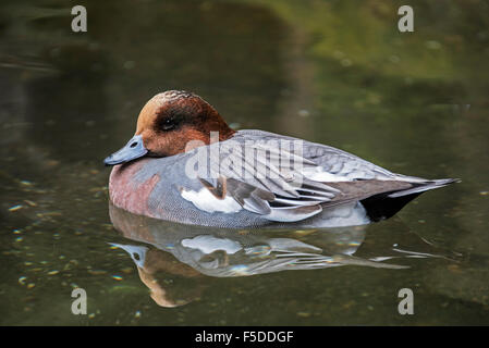 Eurasian wigeon / Eurasian widgeon (Anas penelope / Mareca penelope) male swimming in lake Stock Photo