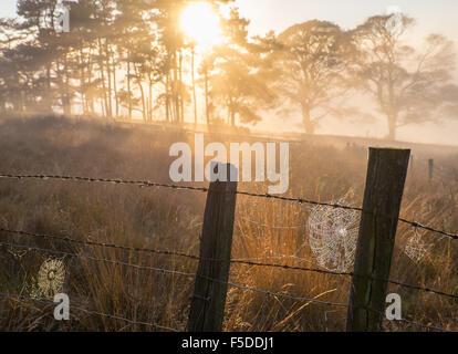 Spiders webs and mist in the trees on an Autumn day in Derbyshire uk Stock Photo