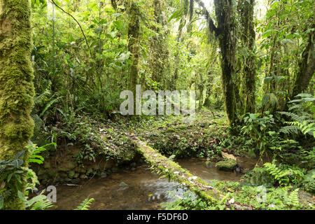 Footbridge over a stream in Humid cloudforest at 2,200m elevation on the Amazonian slopes of the Andes in Ecuador Stock Photo