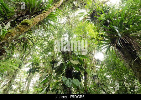 Looking up to the canopy of  humid cloudforest at 2,200m elevation on the Amazonian slopes of the Andes in Ecuador. Stock Photo