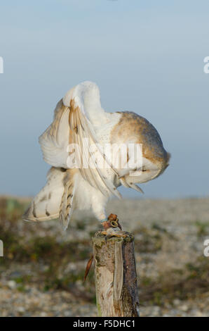 Barn Owl; Tyto Alba; Preening; UK Stock Photo - Alamy