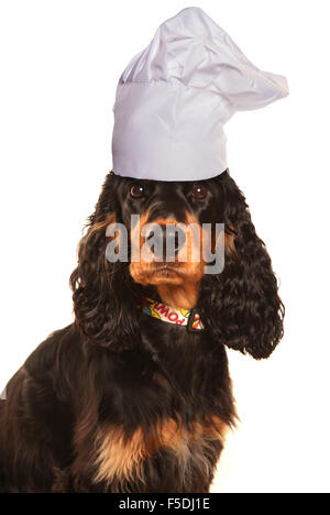 cocker spaniel dog chef cutout Stock Photo