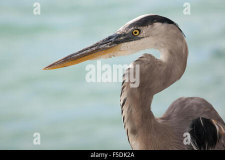 Great Blue Heron face and neck close up (Ardea herodias) Stock Photo