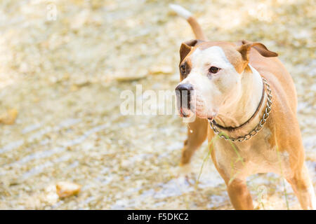 American staffordshire terrier dog playing in water. Stock Photo