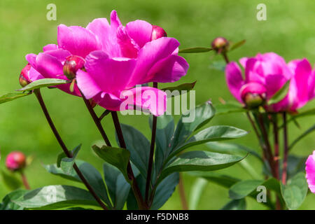 Paeonia lactiflora, pink peony flowers Stock Photo