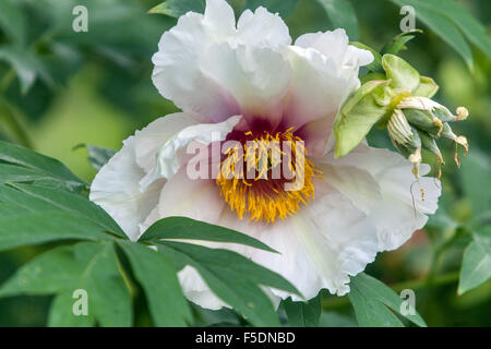 Paeonia suffruticosa, Tree peony, peonies white Stock Photo