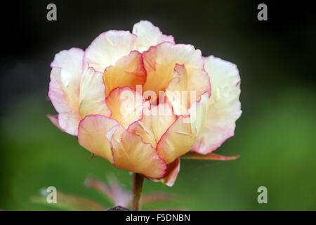 Paeonia lactiflora, peony Stock Photo