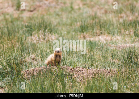 Utah-Präriehund (Cynomys parvidens), Bryce Canyon, Utah, USA, Nordamerika Stock Photo