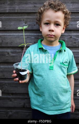 Small child with baby sun flower in a pot Stock Photo