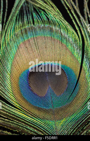 Single Peacock feather against black background. Stock Photo