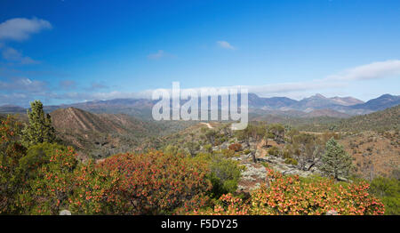 Panoramic landscape with peaks of Flinders Ranges rising beyond rolling hills daubed with wildflowers under blue sky in outback South Australia Stock Photo