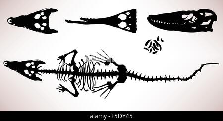 Alligator Crocodile Bone Skeleton Stock Vector