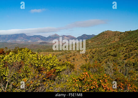 Spectacular landscape, peaks of Flinders Ranges rising beyond rolling hills daubed with wildflowers under blue sky, outback South Australia Stock Photo