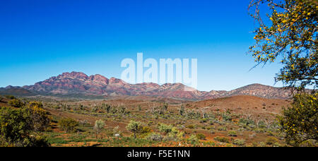 Spectacular panoramic landscape with red rocky peaks & valley under blue sky in Flinders Ranges National Park, outback South Australia Stock Photo