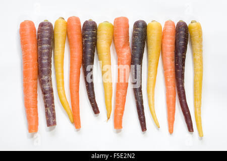 Daucus carota. Colourful miniature carrots. Stock Photo