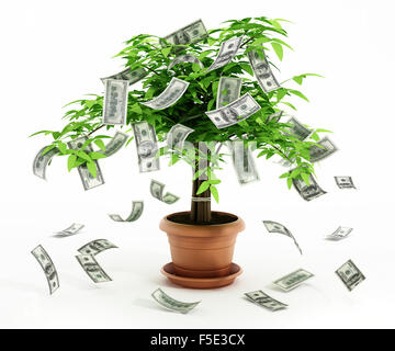 Money tree in the pot isolated on white background Stock Photo