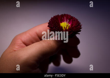 Close-up of a daisy in the palm Stock Photo