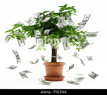 Money tree in the pot isolated on white background Stock Photo