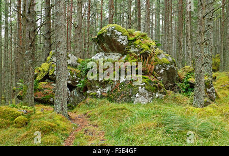 A footpath and large granite boulder on the slopes of The Bin Forest, near Huntley, Aberdeenshire, Scotland, United Kingdom. Stock Photo