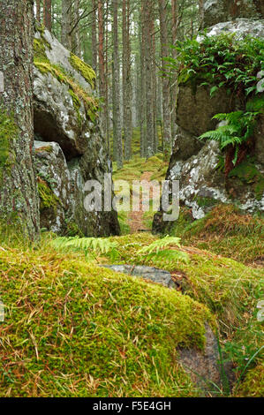 A footpath going through a split in a large boulder in The Bin Forest, near Huntley, Aberdeenshire, Scotland, United Kingdom. Stock Photo