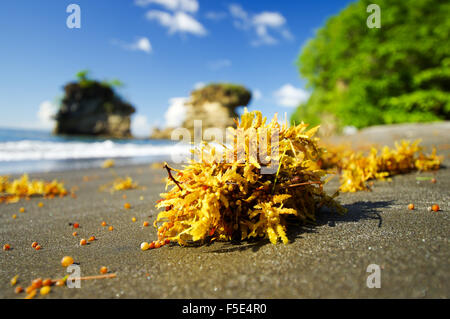 Sargassum seaweed in Anse Mamin beach, Saint Lucia Stock Photo