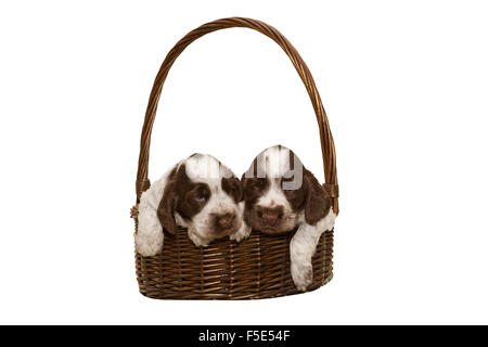 two puppy of brown English Cocker Spaniel in basket isolated on white Stock Photo