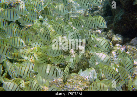 Aggregation of convict tang or manini, Acanthurus triostegus, feeding on algae, Waiopae tide pools, Kapoho, Big Island, Hawaii, Stock Photo