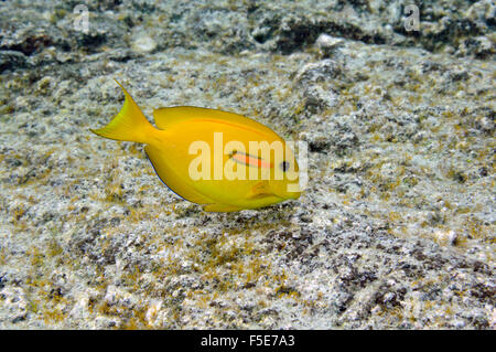 Orangeband surgeonfish sub-adult, Acanthurus olivaceus, Waiopae tide pools, Kapoho, Big Island, Hawaii, USA Stock Photo