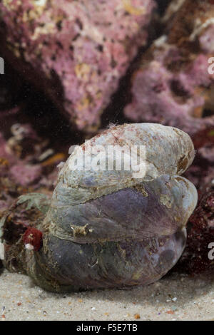 Slipper limpet, slippersnail, slipper shell, Pantoffel-Schnecke, Amerikanische Pantoffelschnecke, Crepidula fornicata Stock Photo