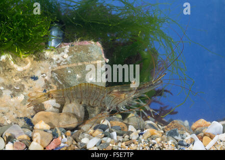 Common prawn, prawns, Sägegarnele, Felsengarnele, Garnele, Garnelen, Palaemon serratus, Palaemon rostratus, Leander serratus Stock Photo