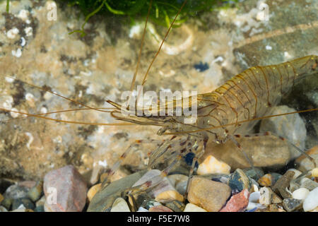 Common prawn, prawns, Sägegarnele, Felsengarnele, Garnele, Garnelen, Palaemon serratus, Palaemon rostratus, Leander serratus Stock Photo