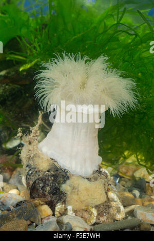 clonal plumose anemone, frilled anemone, plumose sea anemone, brown sea ...