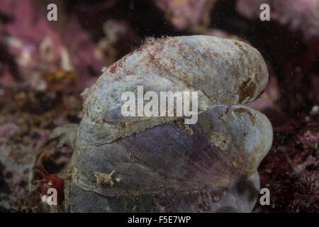 Slipper limpet, slippersnail, slipper shell, Pantoffel-Schnecke, Amerikanische Pantoffelschnecke, Crepidula fornicata Stock Photo