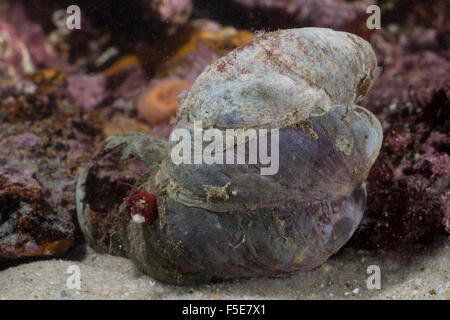 Slipper limpet, slippersnail, slipper shell, Pantoffel-Schnecke, Amerikanische Pantoffelschnecke, Crepidula fornicata Stock Photo