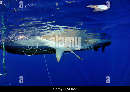Silky shark, Carcharhinus falciformis, tagging, Kaneohe, Oahu, Hawaii, USA Stock Photo