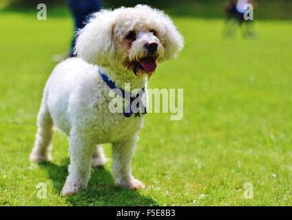 bichon frise, white dog, male dog, small breed, elderly dog, Stock Photo