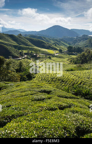 Tea plantations in the Cameron Highlands, Malaysia, Southeast Asia, Asia Stock Photo