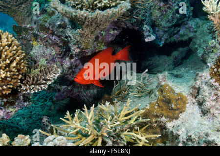 Goggle-eye, Priacanthus hamrur, in a diverse coral reef, Seche Croissant, Noumea, New Caledonia Stock Photo