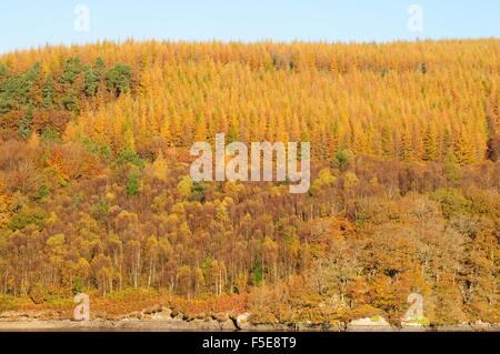 Autumn trees Llyn Brianne reservoir Rhandirmwyn Cambrian Mountains  Wales Cymru UK GB Stock Photo