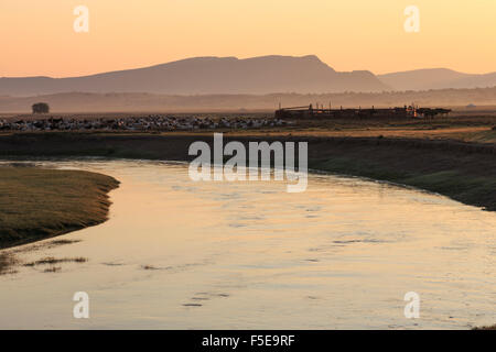River, gers and herd of goats, sheep and cows with stock pen, misty dawn in summer, Nomad camp, Gurvanbulag, Bulgan, Mongolia Stock Photo