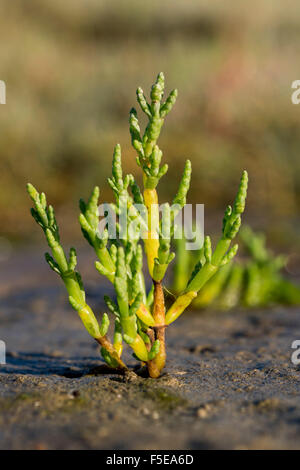 Perennial glasswort Arthrocnemum perenne growing on salt marsh at Red Wharf bay on Anglesey North Wales Stock Photo