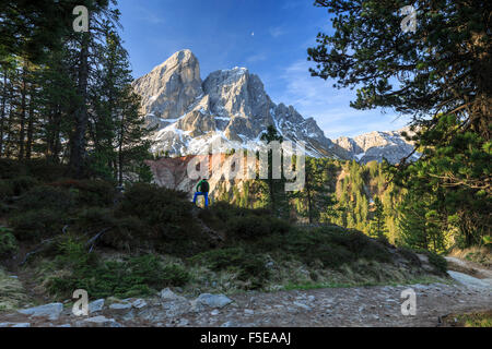 Hiker in the woods admires Sass De Putia, Passo delle Erbe,  Puez Odle, South Tyrol, Dolomites, Italy, Europe Stock Photo