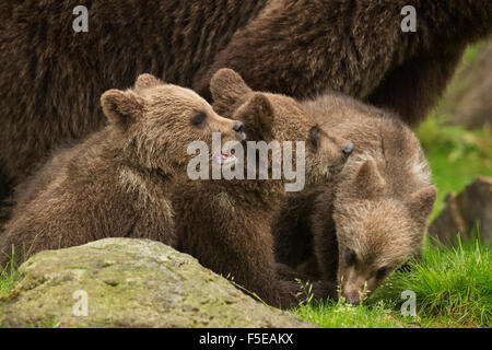 Brown bear cubs (Ursus arctos), Finland, Scandinavia, Europe Stock Photo