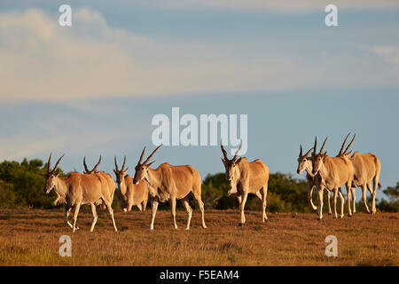 Line of common eland (Taurotragus oryx), Addo Elephant National Park, South Africa, Africa Stock Photo