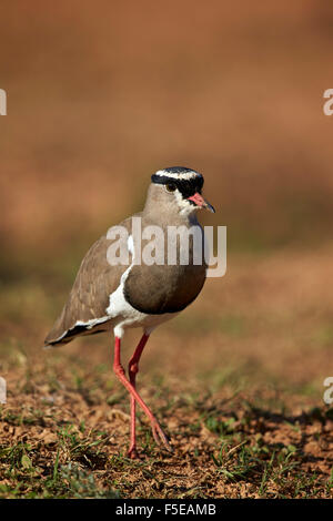 Crowned plover (crowned lapwing) (Vanellus coronatus), Addo Elephant National Park, South Africa, Africa Stock Photo