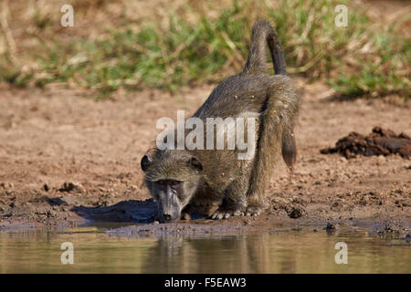Chacma baboon (Papio ursinus) drinking, Kruger National Park, South Africa, Africa Stock Photo